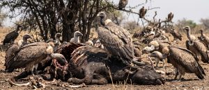 The Indian Vulture
