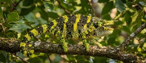 The Meller’s Chameleon