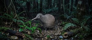 The Ōkārito Kiwi