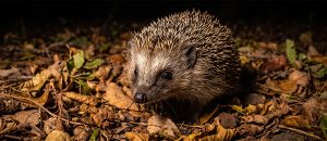 The Southern African Hedgehog