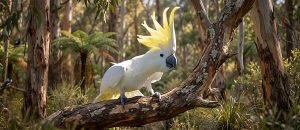 The Sulfur-Crested Cockatoo