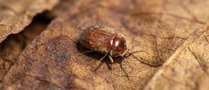 The Tobacco Beetle
