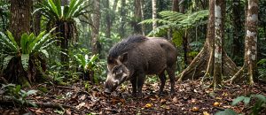 The Visayan Warty Pig