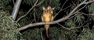 The Common Brushtail Possum