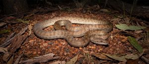 The Children’s Python