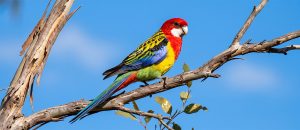 The Eastern Rosella