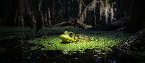 The Pig Frog