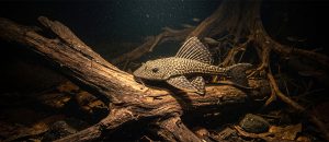 The Famous Plecostomus