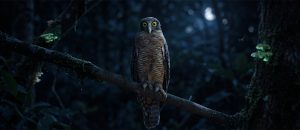 The Rufous Owl