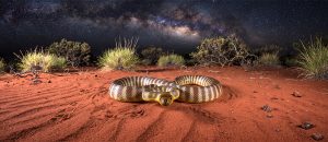 The Woma Python